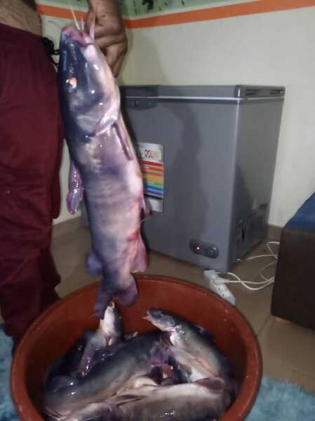 Mâchoiron eau douce kilo