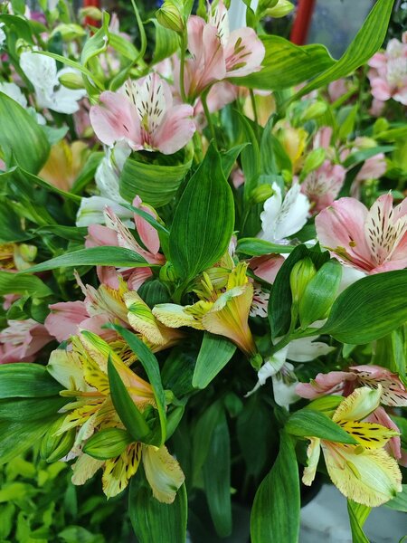 Альстермерия