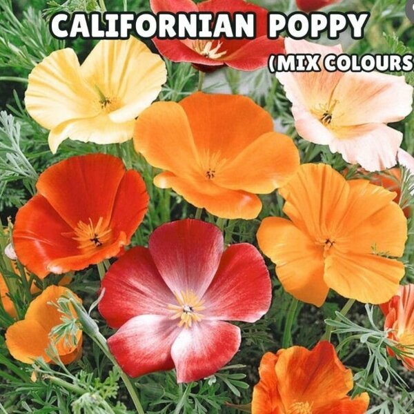 Californian Poppy – Mix Colours