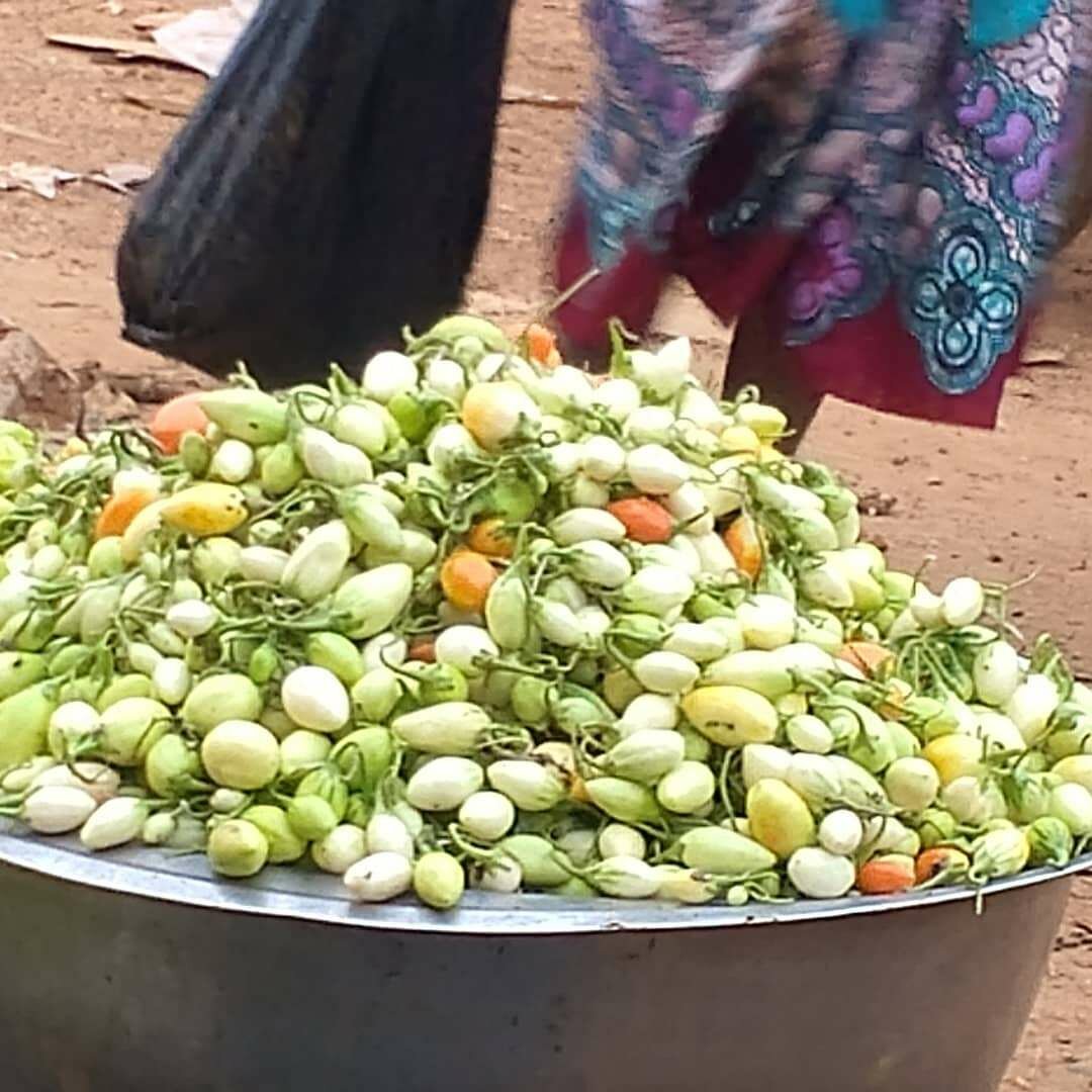 Tomates Vertes Fraîches