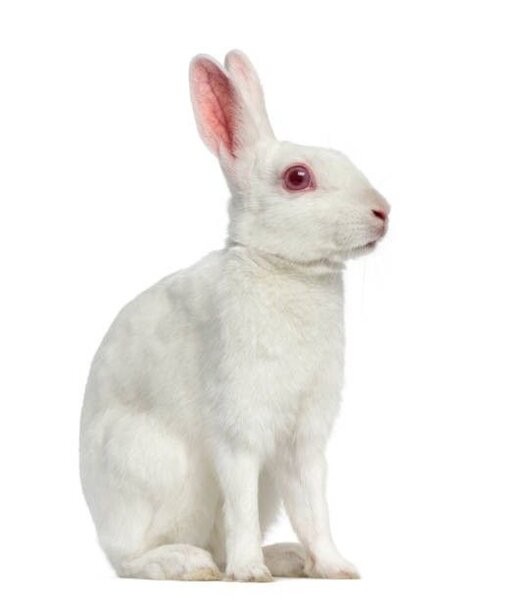 Lapin Bio Frais 1kg