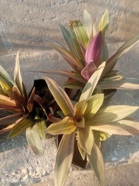 plantes vertes d'intérieur