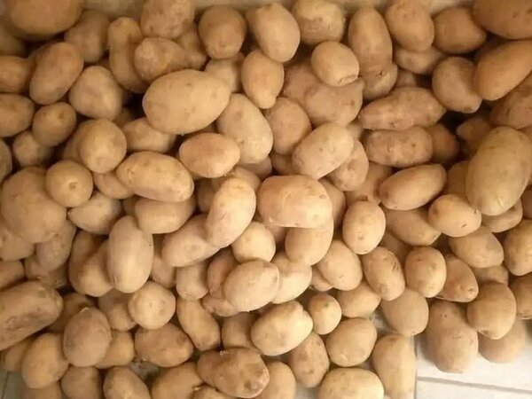 Pommes de terre en gros