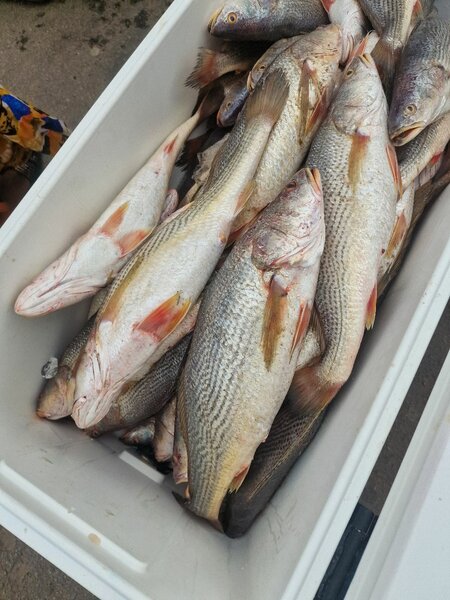 Poissons frais en gros