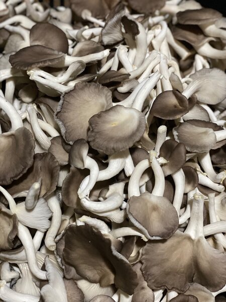 Fresh oyster mushrooms (1kg)