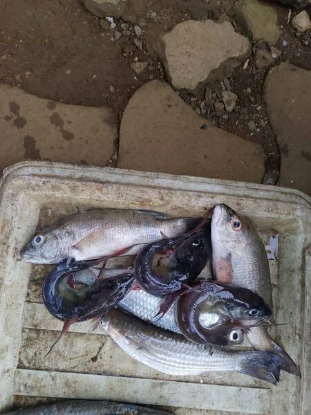 Poisson frais mulet, machoiron