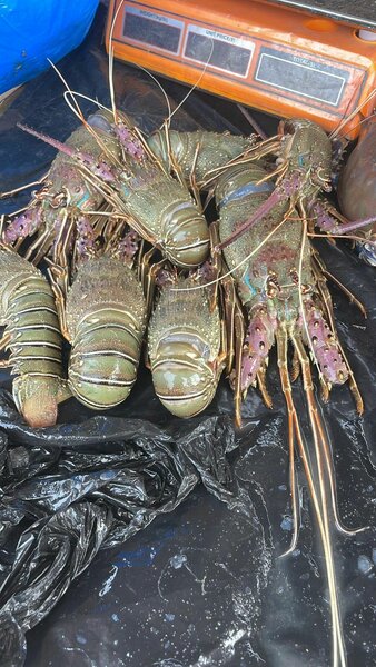 Langoustes fraîches de qualité