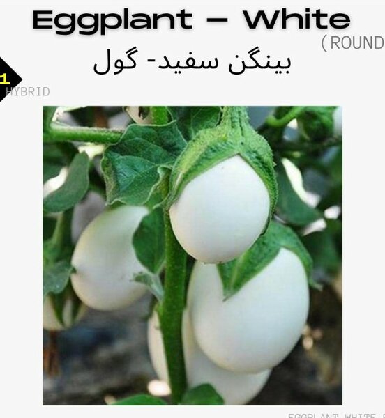 Eggplant White, F1 Hybrid