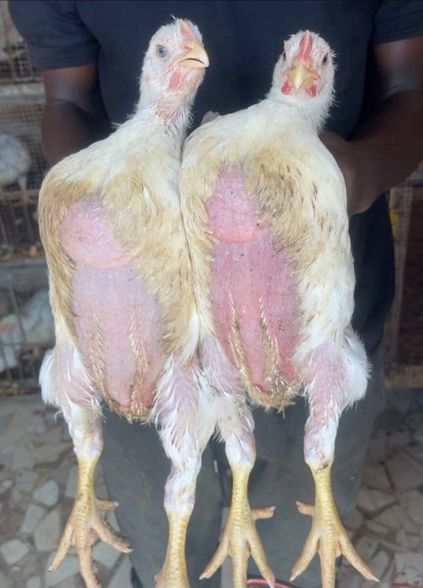 Poulets frais fermiers