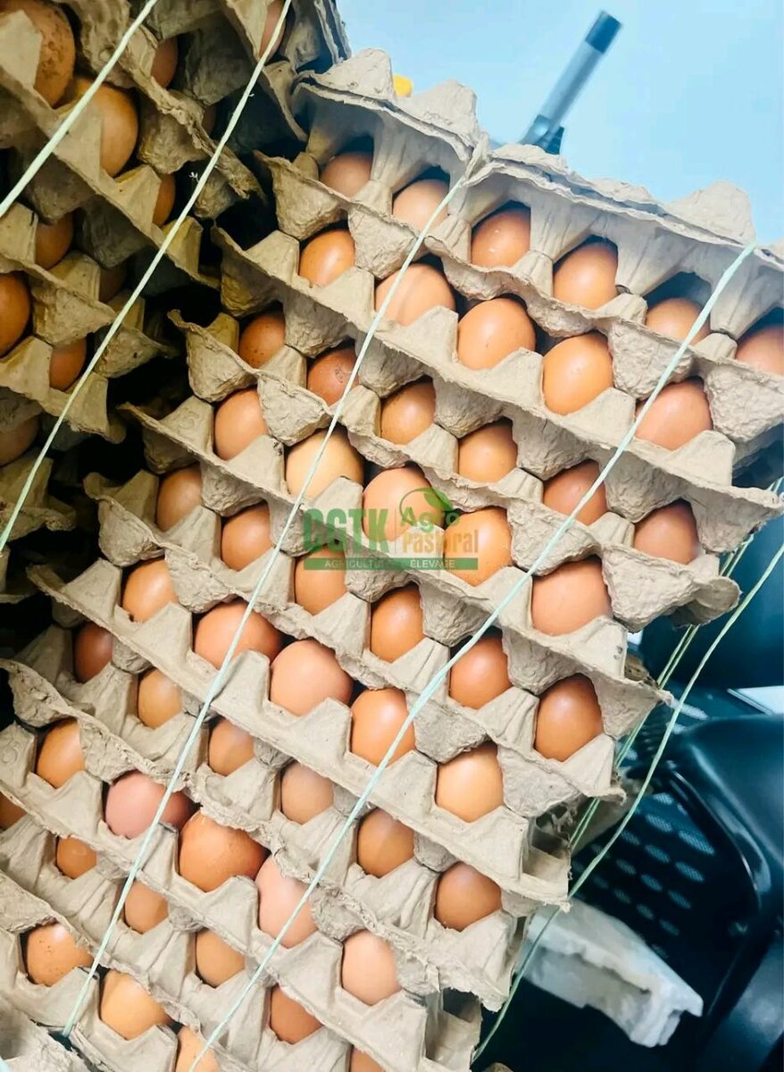 Œufs Frais Fermiers