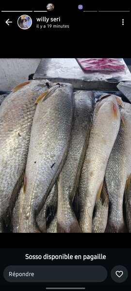 Poissons frais du marché