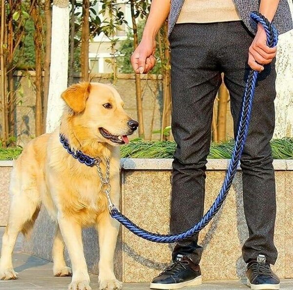 Laisse en nylon robuste pour chien