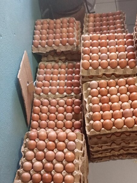 Œufs frais en gros