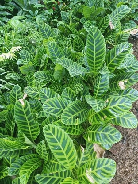 Calathae plants
