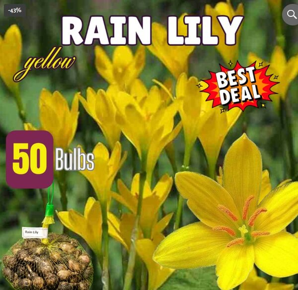 Rain Lily, Yellow – BEST DEAL (Pack of 50 Bulbs)