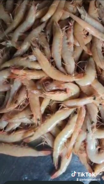 Crevettes fraîches de qualité