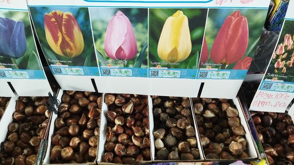 Бокаловидные тюльпаны