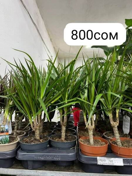 Комнатные цветы