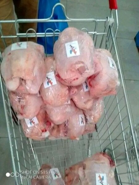 Poulets robustes sadia volailles