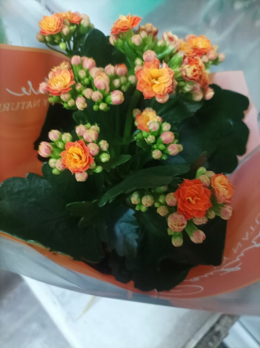 Каланхоэ цветущий