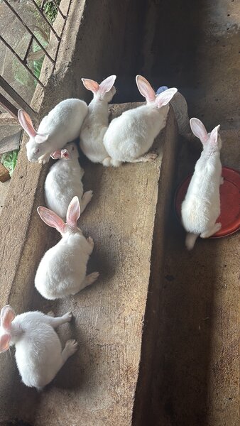 Lapins consommation &repro