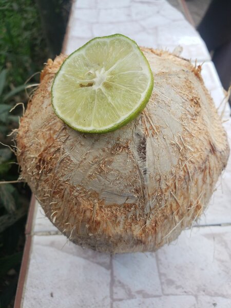 Coco frais tropical