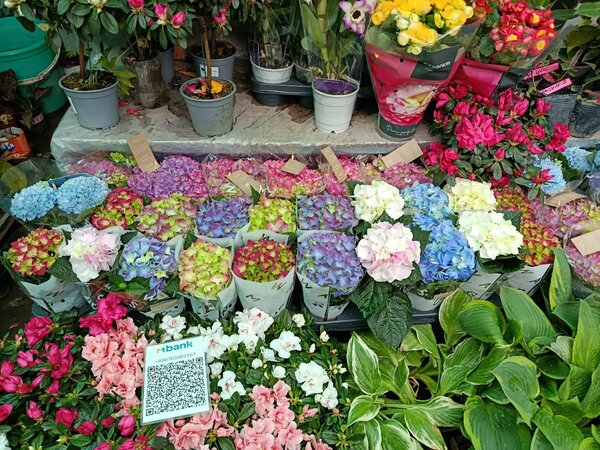 Сортовые гортензии