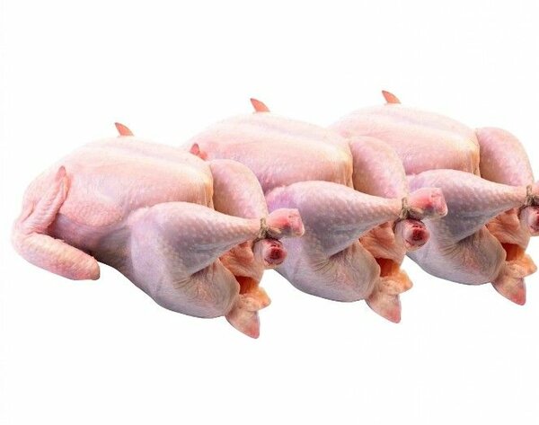 Pondeuse entier frais