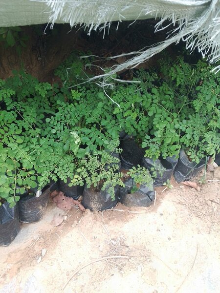 Moringa tree seedlings