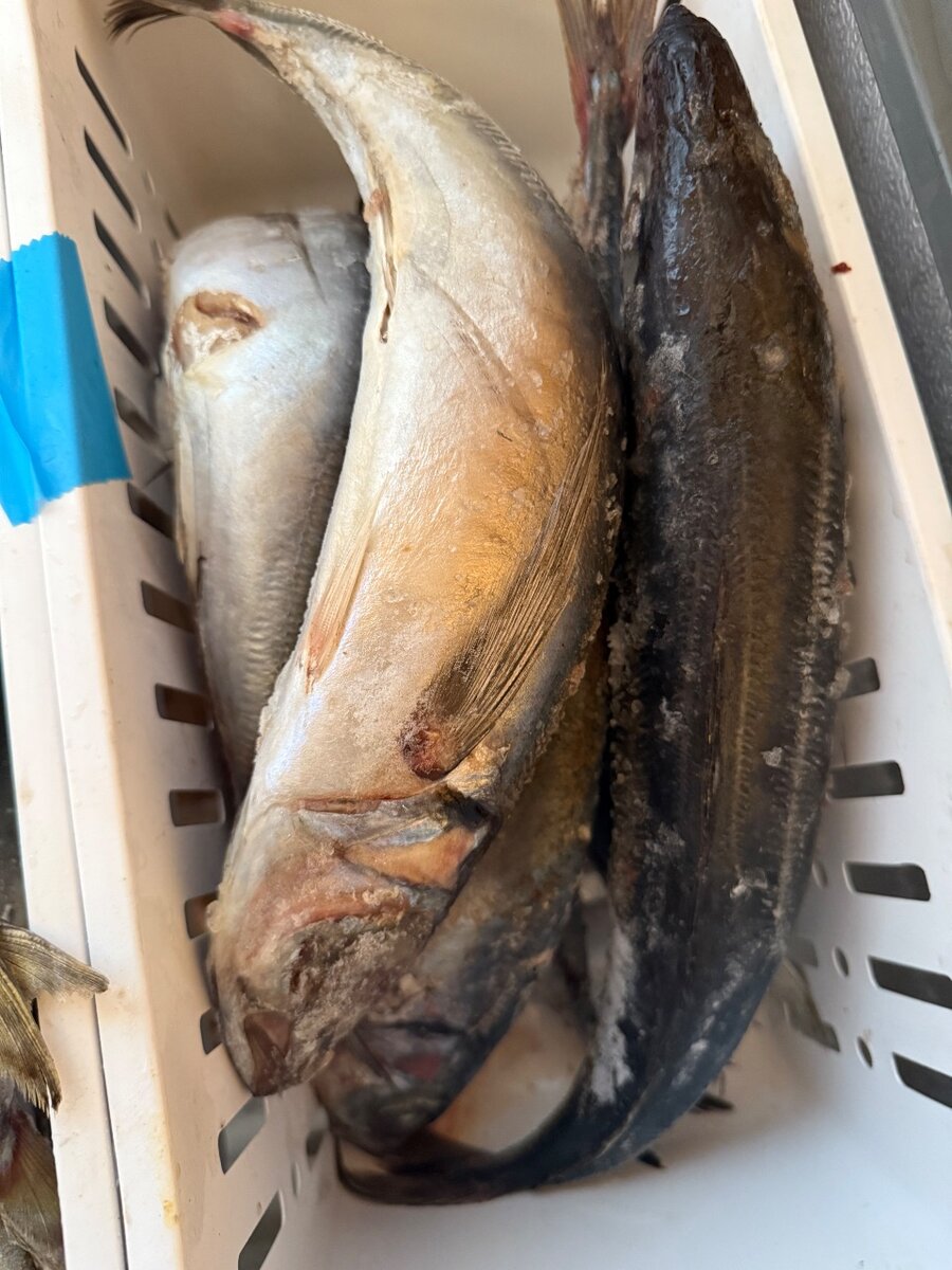 Poissons maquereau de qualité