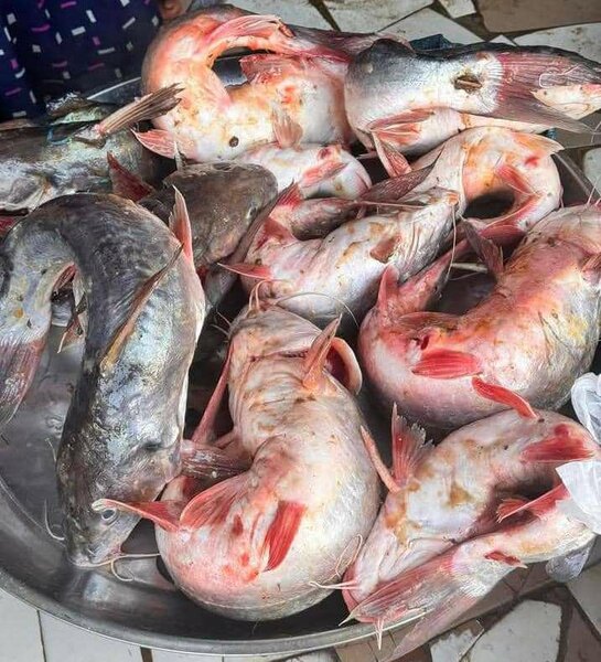 Poissons frais - Choix parfait