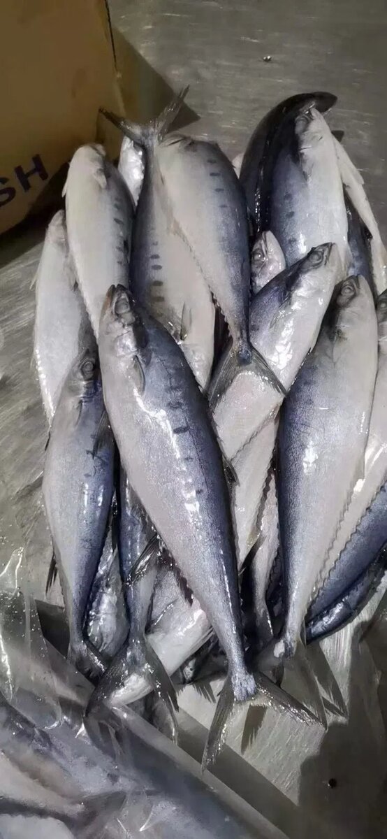 Barracuda vrai brochet 10kg