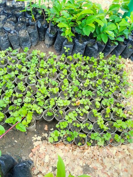 vegetable, herbs,spice etc, seedlings!