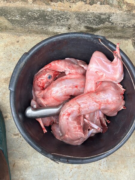 Lapins consommation &repro