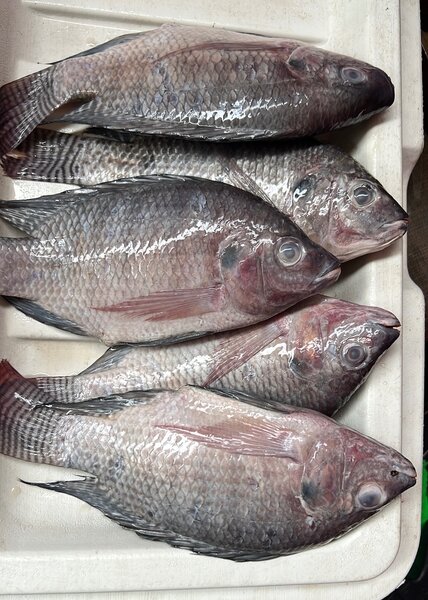 Fresh Whole Tilapia Fish
