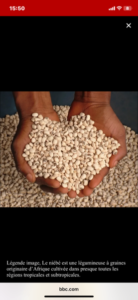 Haricots œil noir africains