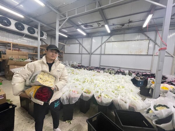 Голландские Тюльпаны оптом и в розницу