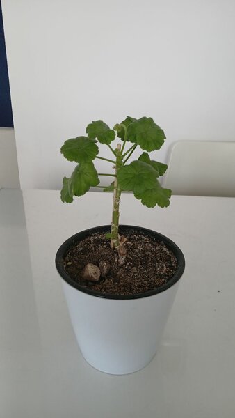 Герани цветущие здоровые