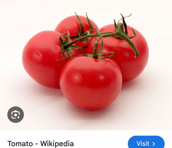 Tomates fraîches biologiques