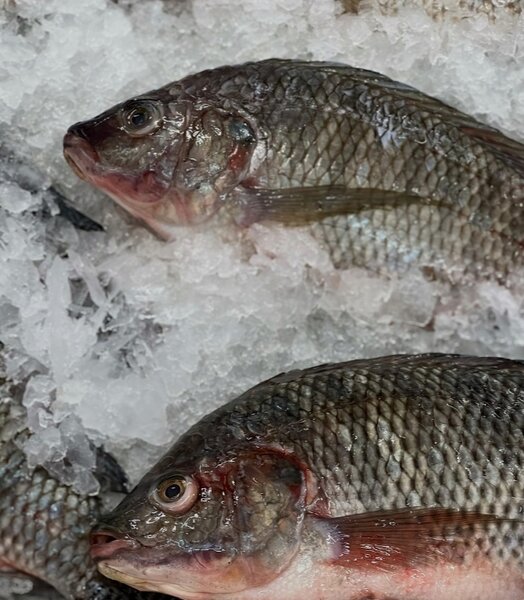 Poissons frais variés