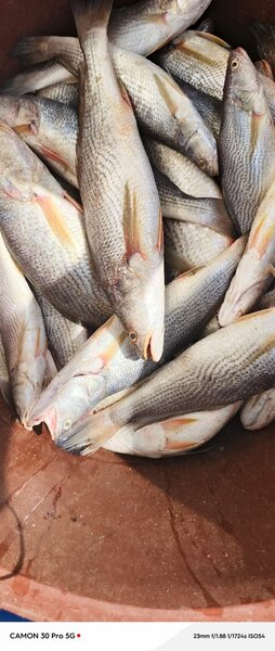 Poissons sossos frais dispo