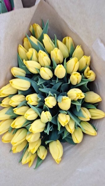 Тюльпаны оптом и в розницу