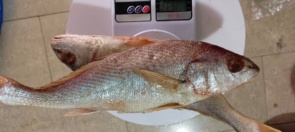 Poisson Frais de Mer