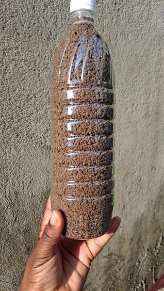 Grains de dêguê précuits