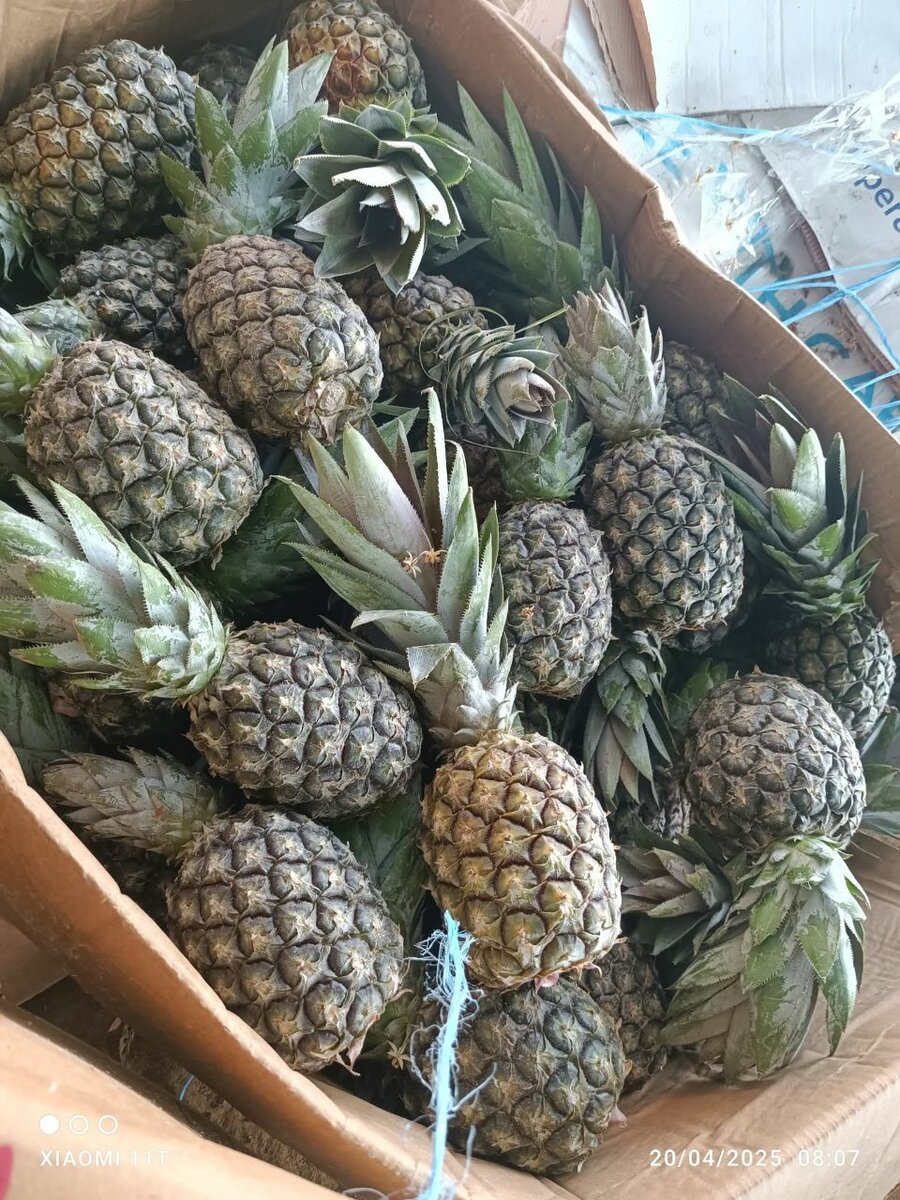 Ananas pain sucre en vrac