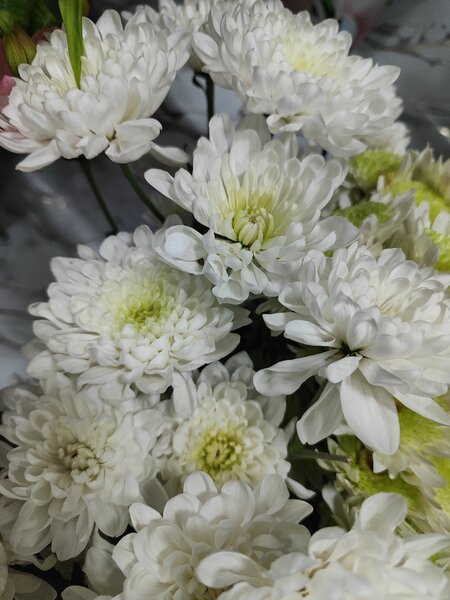 Хризантемы голандия,Кения.