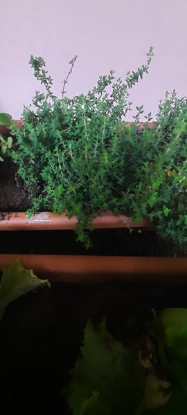 Thym frais en pot