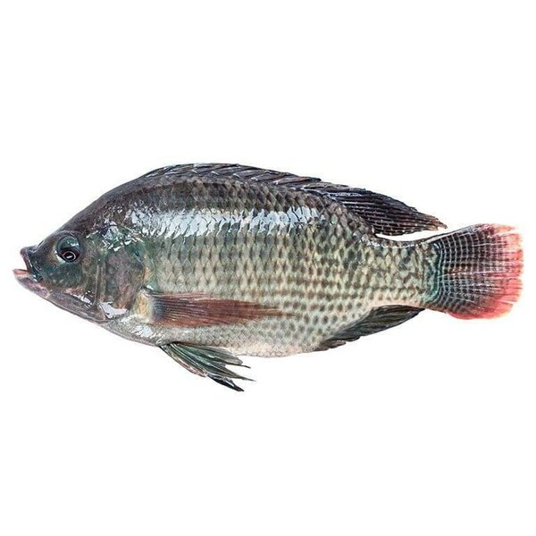 Tilapia 500/800g 10kg