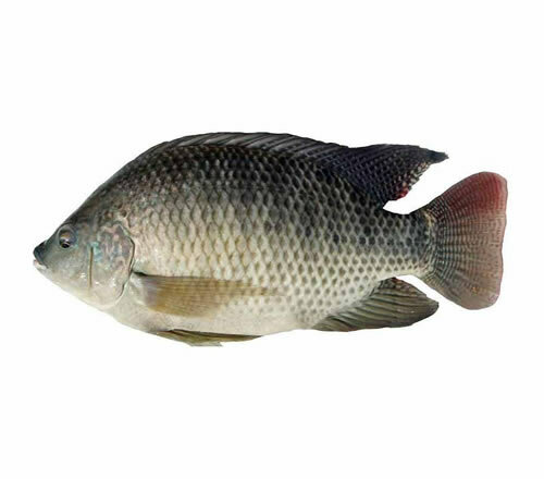 Tilapia 800+  ya 20kg