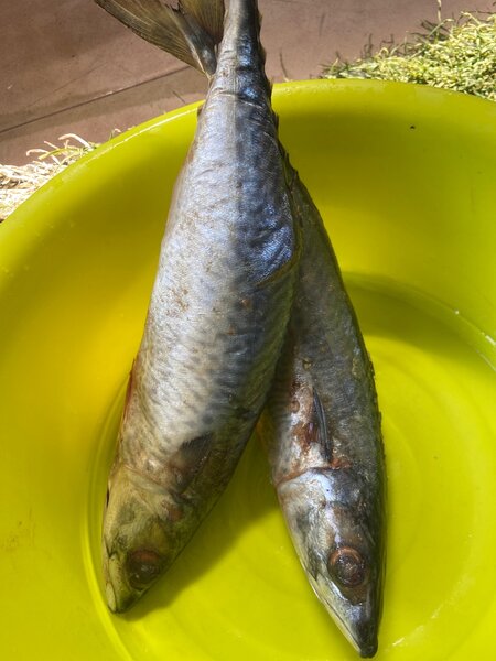 Marquereau le lot de 2